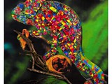 "I quaranta7 volti del Camaleonte": acrilico su cartoncino e collage - Classi II^A e II^B Scuola Primaria Statale "G.Marconi" Paese (TV) - Ins.ti: Monticolo Patrizia-Minerva Mirella